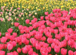 Edukacja regionalna - wyniki konkursu o łódzkim Ogrodzie Botanicznym. Edukacja regionalna - wyniki konkursu o łódzkim Ogrodzie Botanicznym.